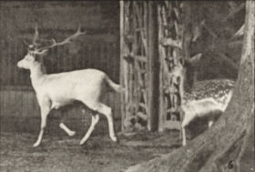 Plate 685 Fallow deer, buck and doe, trotting — figure reference